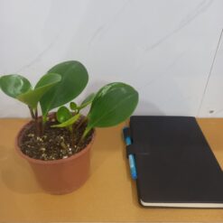 نبتة الببروميا الخضراء