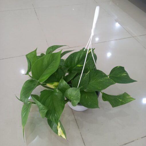 بوتس علاقي - مركن 15 سم نباتات داخلية