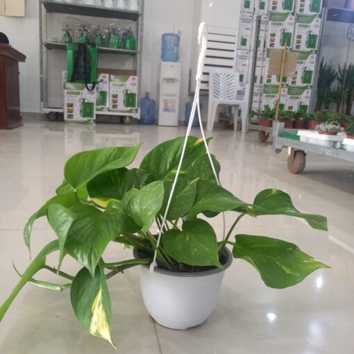 بوتس علاقي - مركن 15 سم ٢ نبتة داخلية