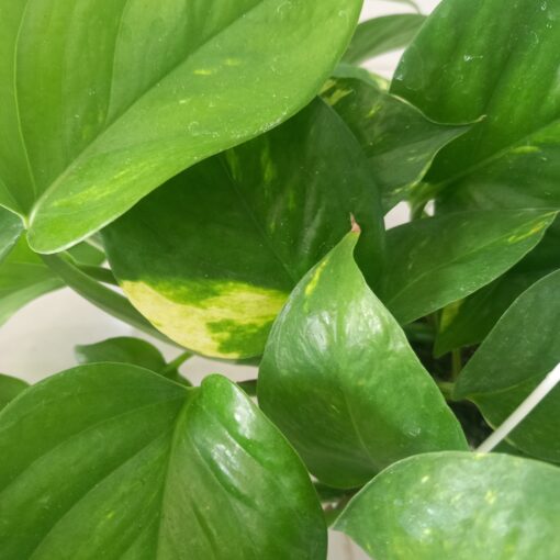 اوراق بوتس علاقي - مركن 15 سم ٣ نباتات داخلية