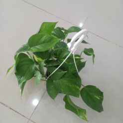 بوتس علاقي - مركن 15 سم ٤ من شركة تنسيق حدائق