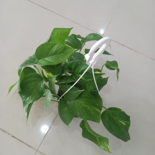 بوتس علاقي - مركن 15 سم ٤ من شركة تنسيق حدائق