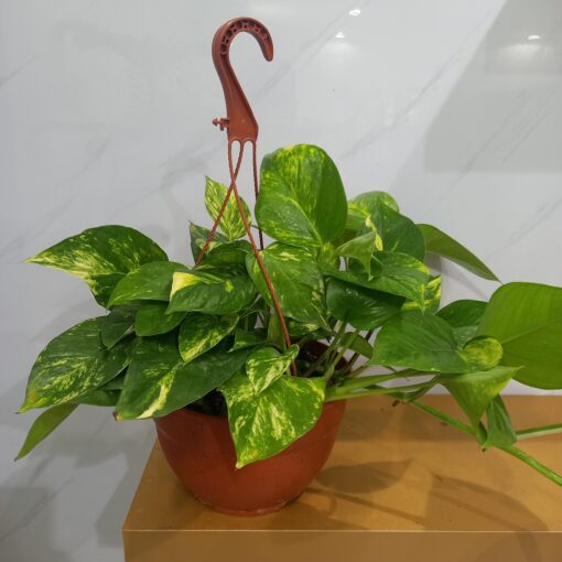 بوتس علاقي - مركن 22 سم نبات داخلي