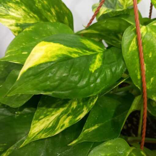 اوراق بوتس علاقي - مركن 22 سم نبتة داخلية