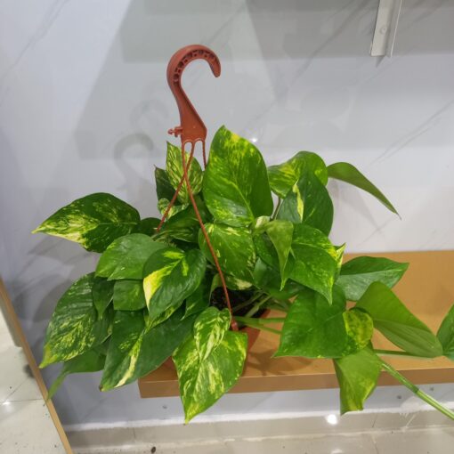 نبات بوتس علاقي - مركن 22 سم داخلي