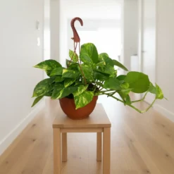 بوتس علاقي – مركن 22 سم ٢