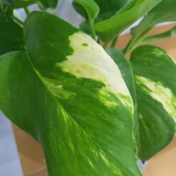 اوراق نبتة بوتس - مركن 12 سم نبتة داخلية