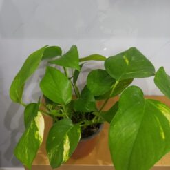 نبات بوتس - مركن 12 سم الداخلي من متجر تنسيق حدائق