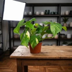 Alternative view of بوتس - مركن 12 سم