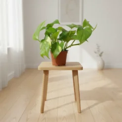 نبتة بوتس مركن 12