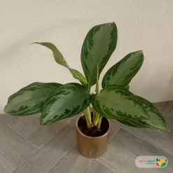 نبتة اجلونيما الضوء الساطع