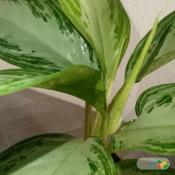 اوراق نبتة اجلونيما الضوء الساطع في اصيص سيراميك ذهبي 3