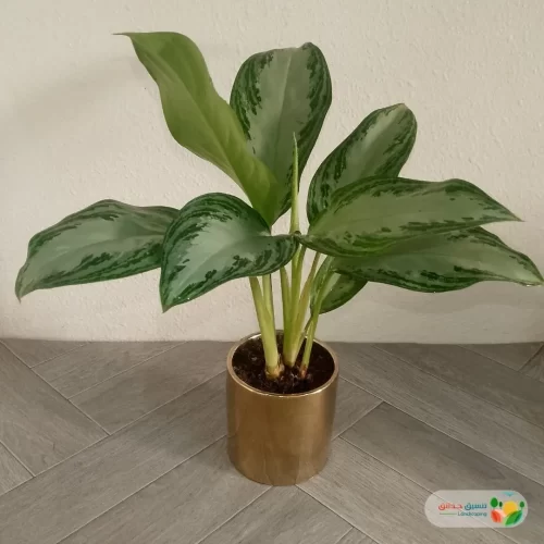 نبتة اجلونيما الضوء الساطع في اصيص سيراميك ذهبي 3