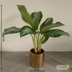 مقاسات نبتة اجلونيما الضوء الساطع