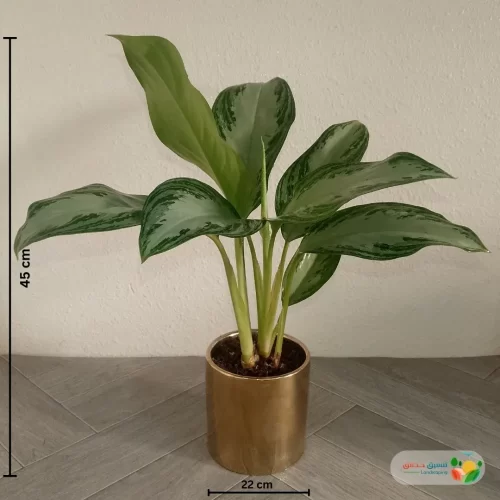 مقاسات نبتة اجلونيما الضوء الساطع