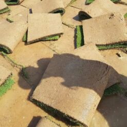 عشب ( نجيل ) طبيعى أنتورو