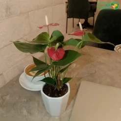 نبتة انتوريوم احمر