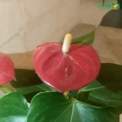 ازهار نبتة انتوريوم احمر