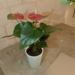 اوراق نبتة انتوريوم احمر