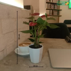 مقاسات نبتة انتوريوم احمر