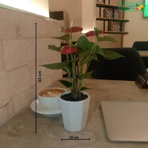 مقاسات نبتة انتوريوم احمر