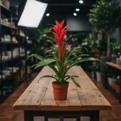 جوزمانيا أحمر – مركن 12 سم ١