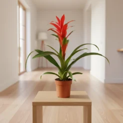 جوزمانيا أحمر – مركن 12 سم ٢