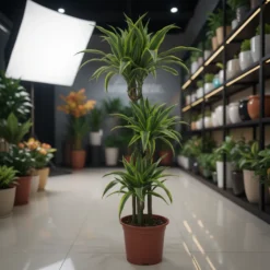 دراسينا ليمون لايم 3 سيقان – مركن 27 سم ١