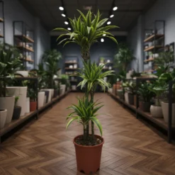 دراسينا ليمون لايم 3 سيقان – مركن 27 سم ٢