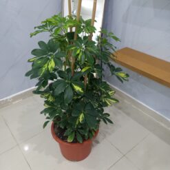 شجرة الشفليرا مبرقشة خضراء