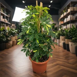 شفليرا مبرقشة خضراء – مركن 15 لتر ١