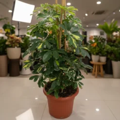 شفليرا مبرقشة خضراء – مركن 15 لتر ٢