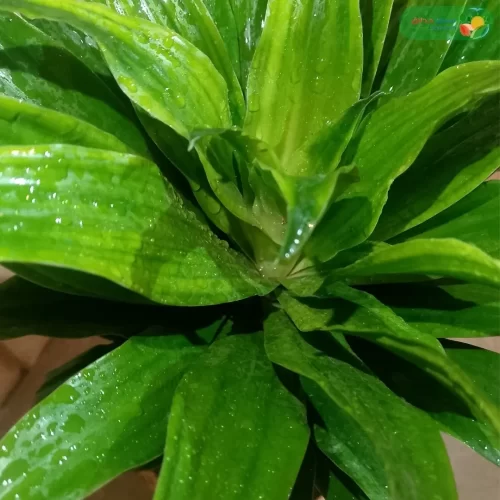 اوراق نبتة دراسينا كومباكتا