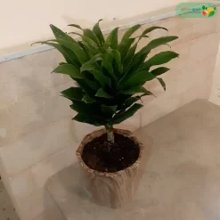 صورة نبتة دراسينا كومباكتا