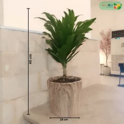 مقاس نبتة دراسينا كومباكتا