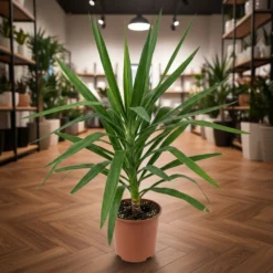 يوكا 1 ساق مركن 24 سم ١