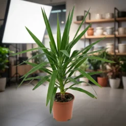 يوكا 1 ساق مركن 24 سم ٢