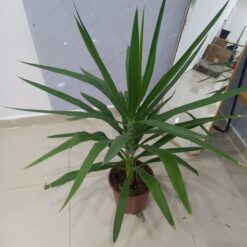 نبات اليوكا 1 ساق الداخلي