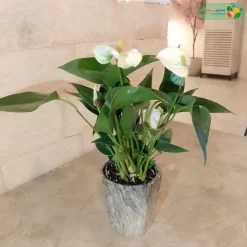 نبتة انتوريوم ابيض