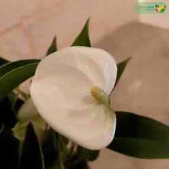 زهرة نبتة انتوريوم ابيض