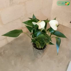 اوراق نبتة انتوريوم ابيض