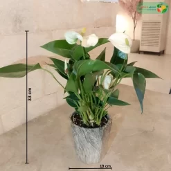 مقاسات نبتة انتوريوم ابيض