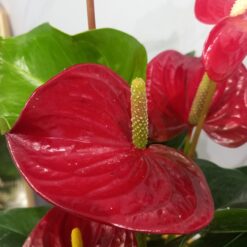 زهرة أنتوريوم أحمر - مركن 12 سم⁩⁩⁩ نباتات داخلية