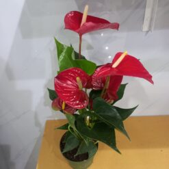 نبتة أنتوريوم أحمر - مركن 12 سم⁩⁩⁩ نبتة داخلية