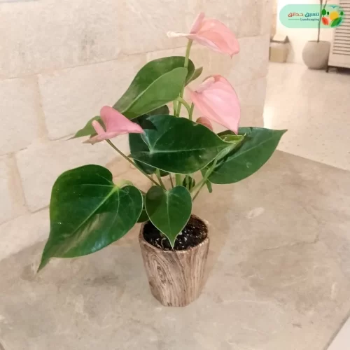 نبتة انتوريوم وردي