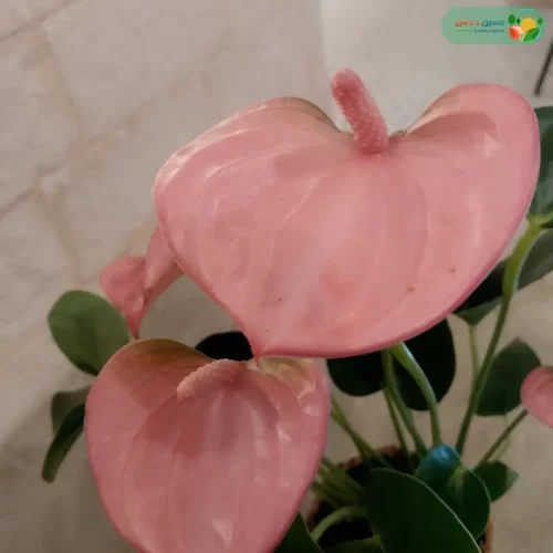 اوراق نبتة انتوريوم وردي