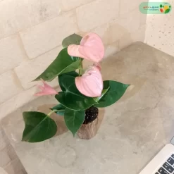 ازهار نبتة انتوريوم وردي