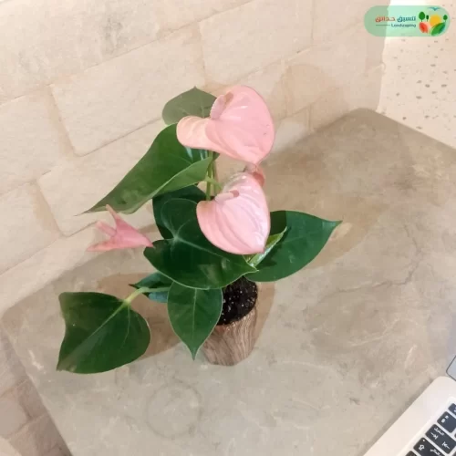 ازهار نبتة انتوريوم وردي