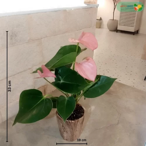 مقاسات نبتة انتوريوم وردي