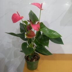 أنتوريوم وردي - مركن 12 سم⁩⁩ نباتات داخلية